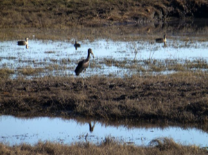 Stacks Image 71