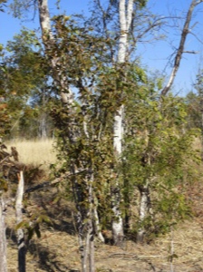 Stacks Image 2076