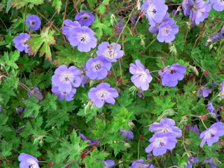 2-021AP1110072.JPG
