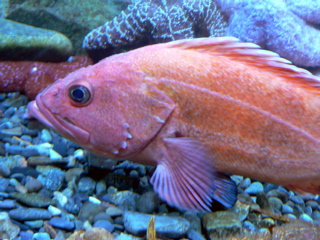 3-169AP1120149.JPG