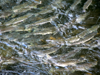 2-024AP1110113.JPG