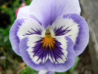 3-184AP1120228.JPG