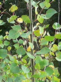 4-331AP1130115.JPG