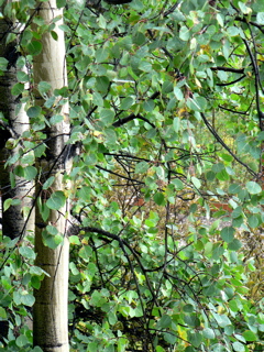 4-331AP1130117.JPG