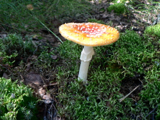 4-365P1130339.JPG