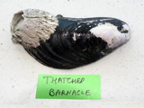 2-059AP1110484.JPG