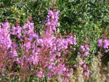 3-132AP1110923.JPG