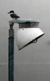 2-121AP1110071.JPG