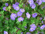 2-021AP1110072.JPG