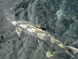 3-169AP1120129.JPG
