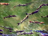 2-027AP1110167.JPG