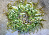2-027AP1110323.JPG