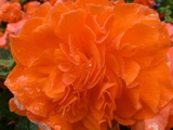 3-274AP1120703.JPG