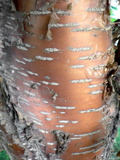 3-280AP1120751.JPG