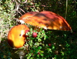 4-310AP1120950.JPG