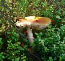 4-310AP1120951.JPG