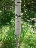 4-361AP1130329.JPG