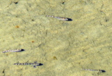 4-385AP1130419.JPG