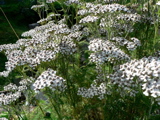 4-393AP1130460.JPG