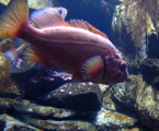 4-410P1130524.JPG