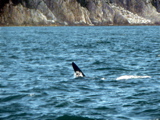 4-427AP1130665.JPG