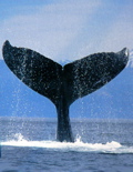 4-427AP1120688.JPG