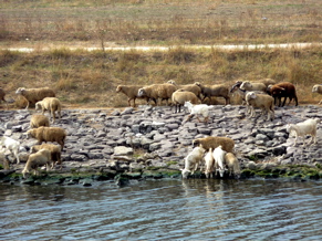 P1000384.JPG