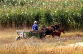 P1000390.JPG
