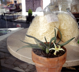 P1000444.JPG