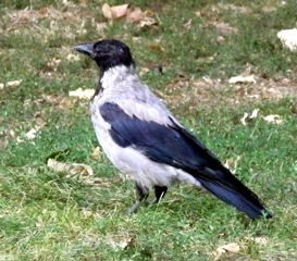 P1000744.JPG