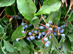 P1000836.JPG