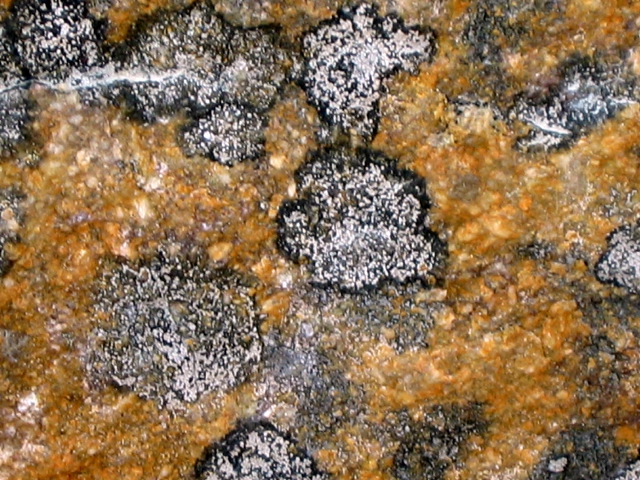 lichen at Edith Cavell Mtn
