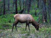 Elk near Jasper, Canada