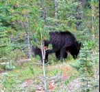 bears near Maligne Lake, Jasper, Canada