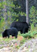 bears near Maligne Lake, Jasper, Canada