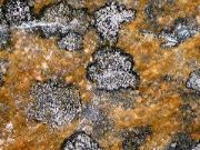 lichen at Edith Cavell Mtn