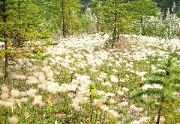 field of puffs, Spray River, Banff