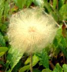 single puff, Spray River, Banff