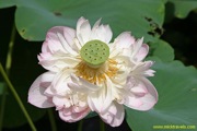 02-humble-garden-lotus-flower