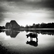 JHO_WaterBuffalo_2_China