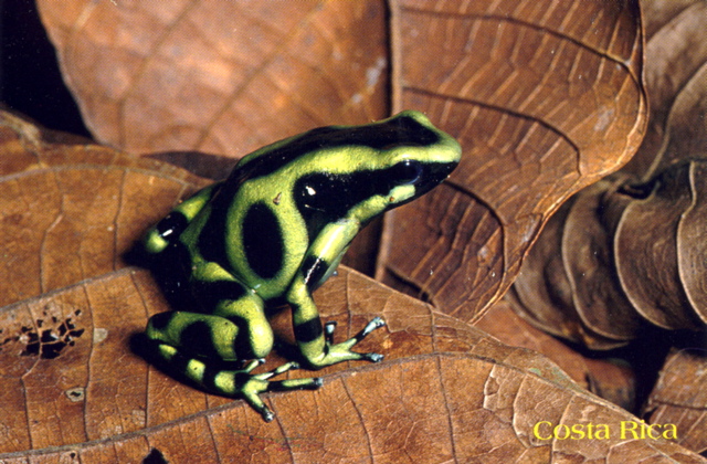 Commando frog