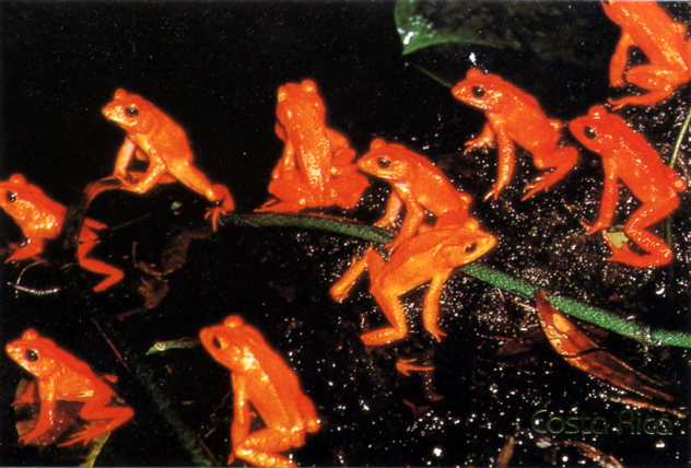 Golden toad