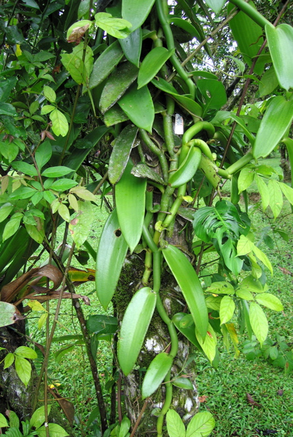 Vanilla