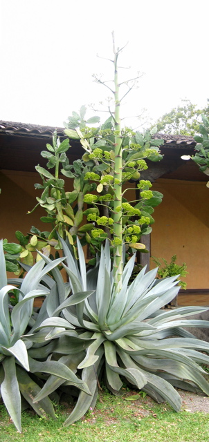 Agave050215