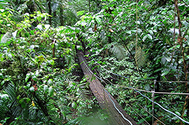 Canopy walk--La Tirimbina
