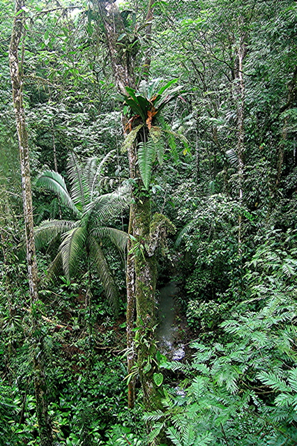 Canopy walk 3--La Tirimbina