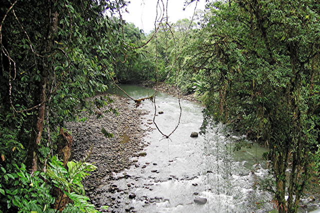 Canopy walk 4--La Tirimbina