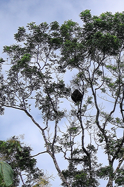 Termite nest