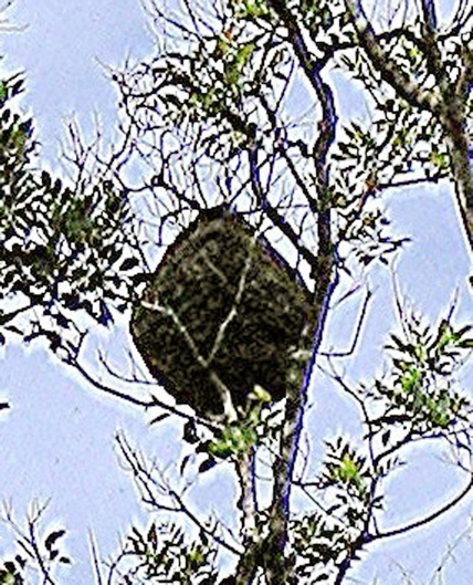 Termite nestB