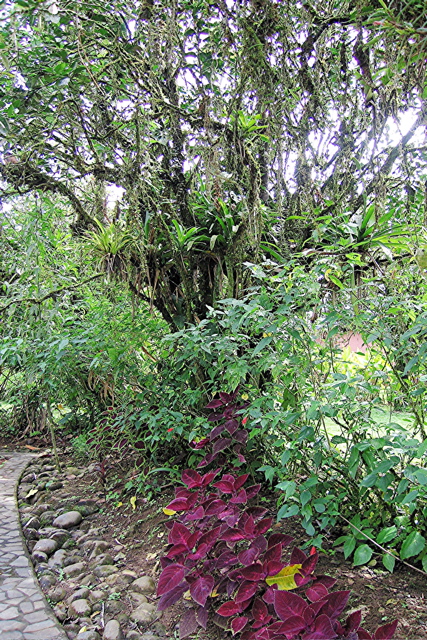 Tree of bromeliads